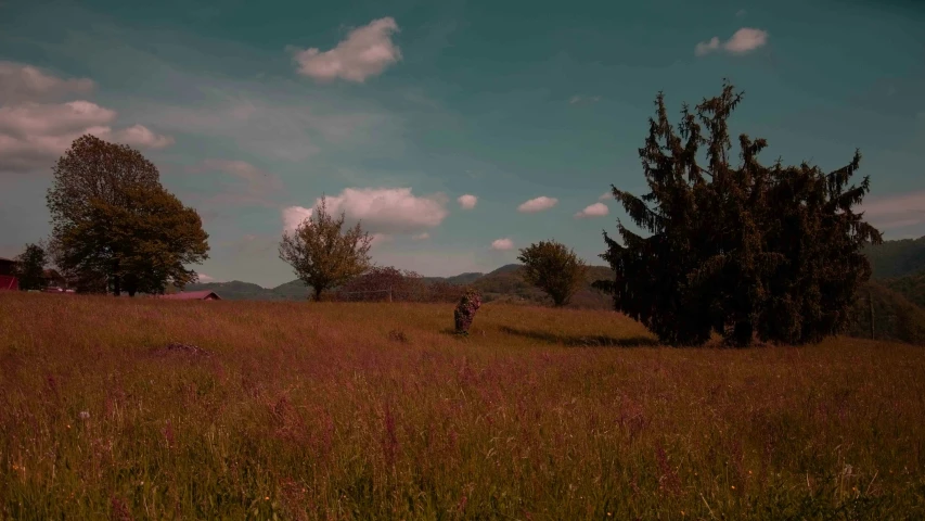 a field full of trees with a man riding a motorcycle in the distance