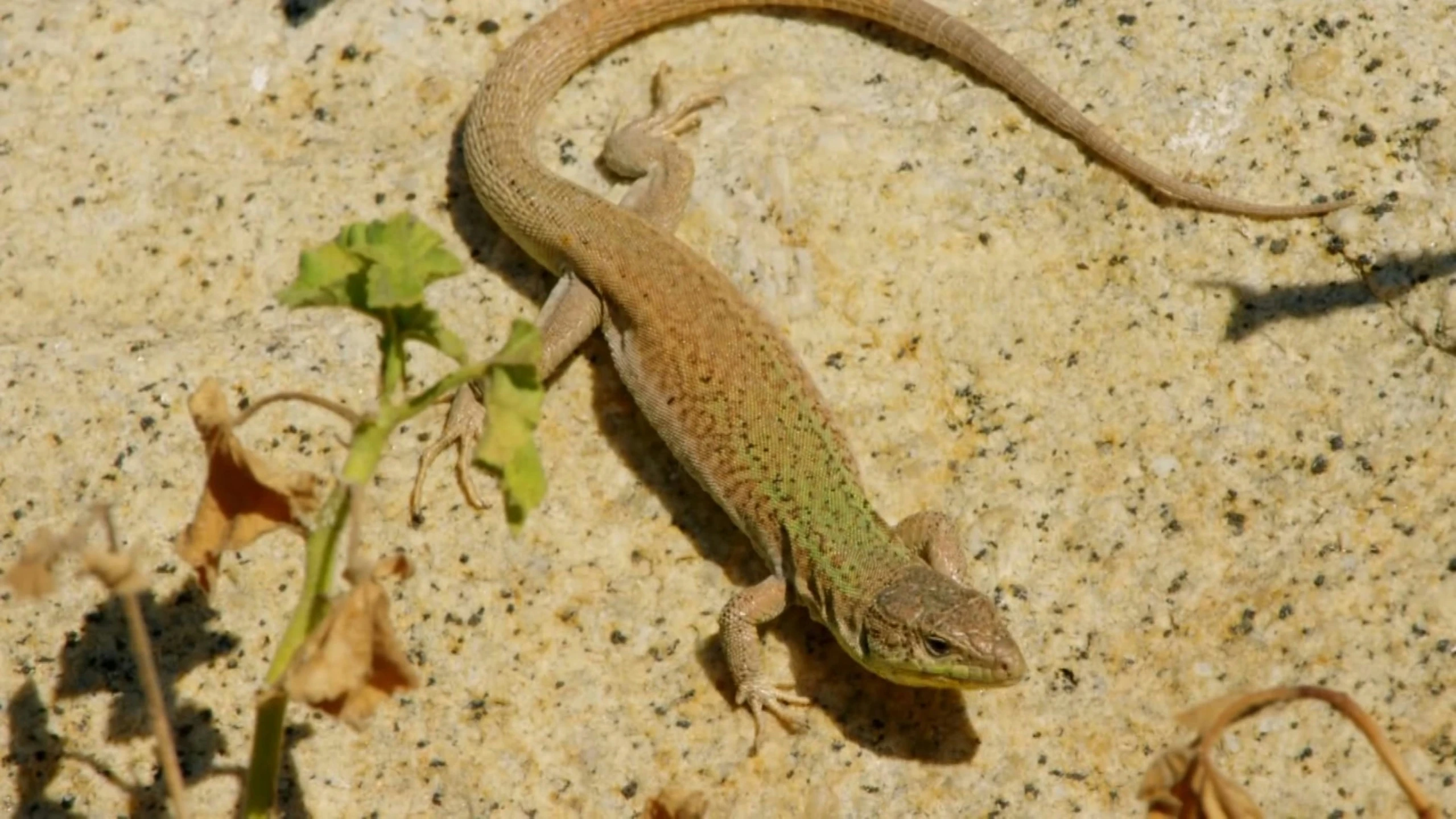 a lizard that is on the ground in dirt