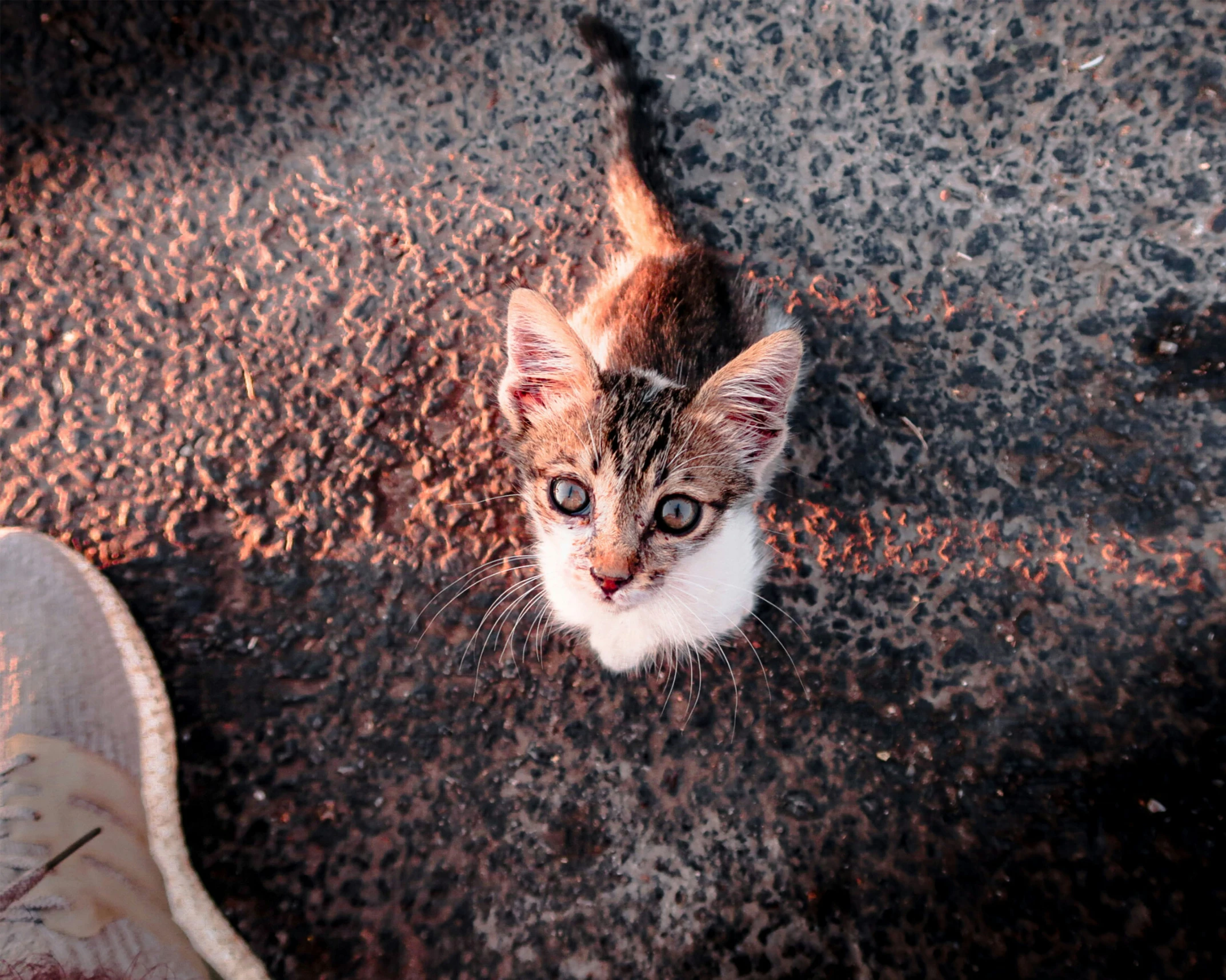 kitten with blue eyes laying on the ground