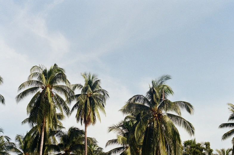 several palm trees with white frisbees flying around