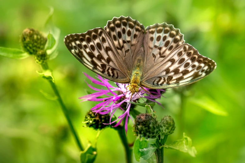 erfly sitting on the tip of a flower in grass