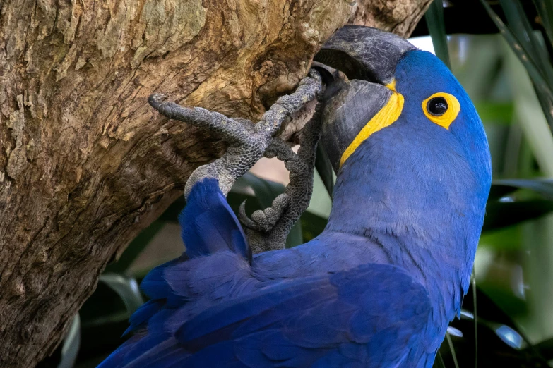 a blue bird standing next to a leaf filled tree