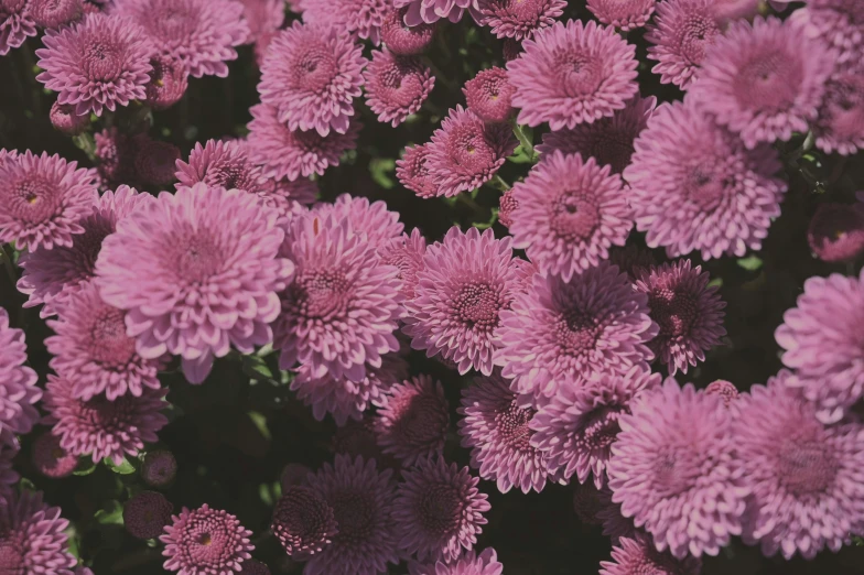 purple flowers are growing next to each other