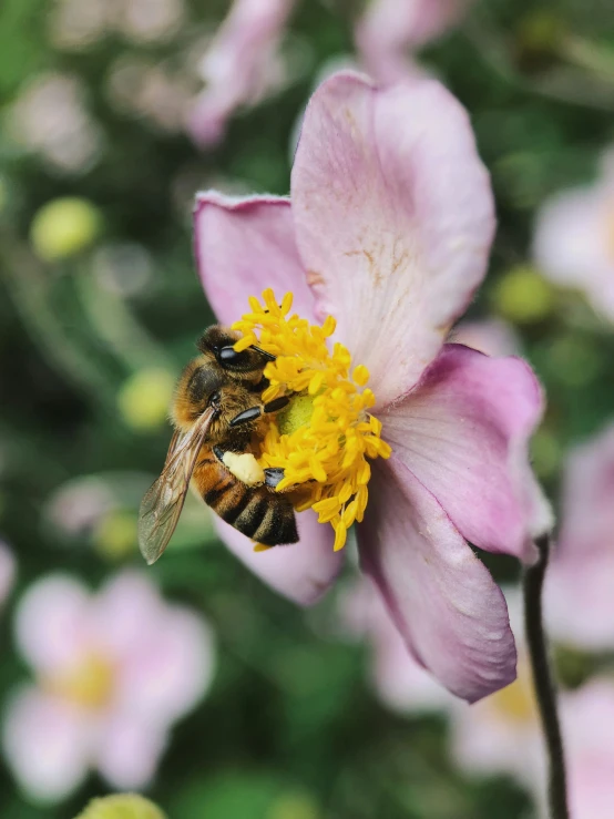 bee on purple and yellow flower in middle of field