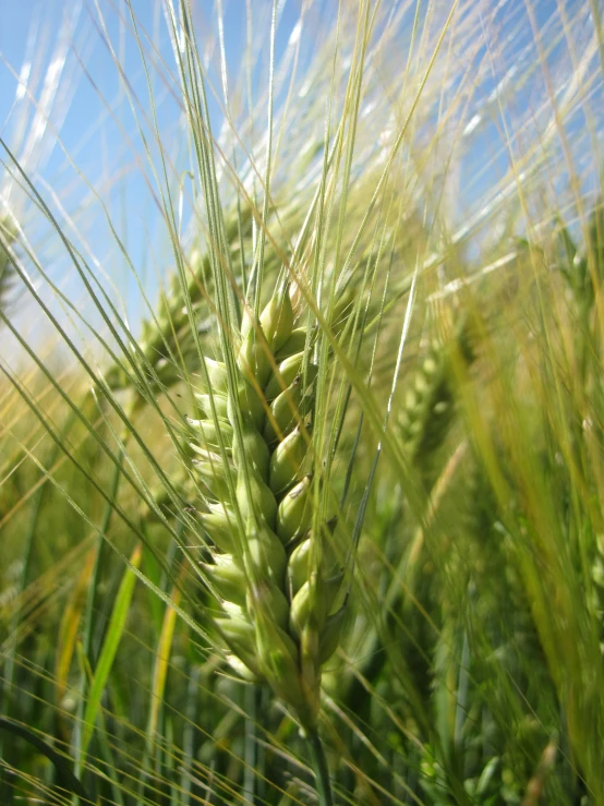 closeup of a wheat field with a blue sky in the background