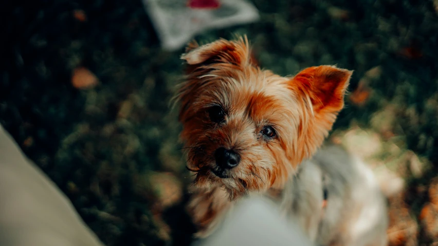 a dog looking up while standing next to someone's legs