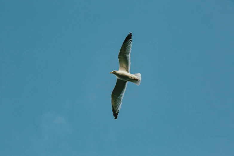 a bird flies through the blue sky