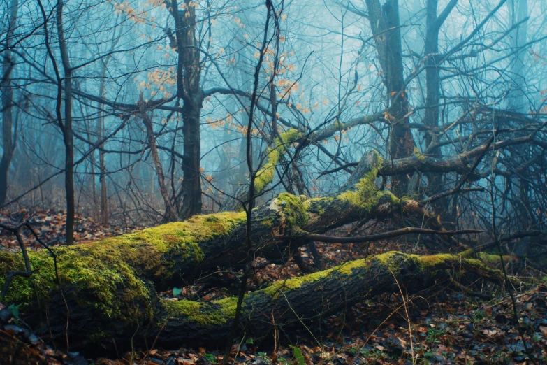 a very thick mossy forest with some very large trees in it