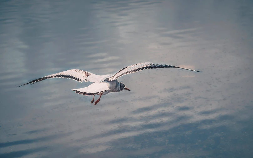 a seagull flying overhead in the blue ocean