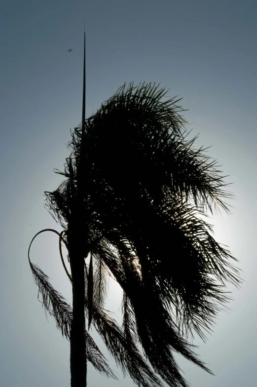 palm tree with its nches blowing in the wind