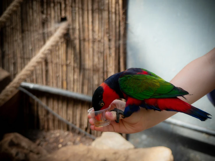 a bird is perched on the arm of a person