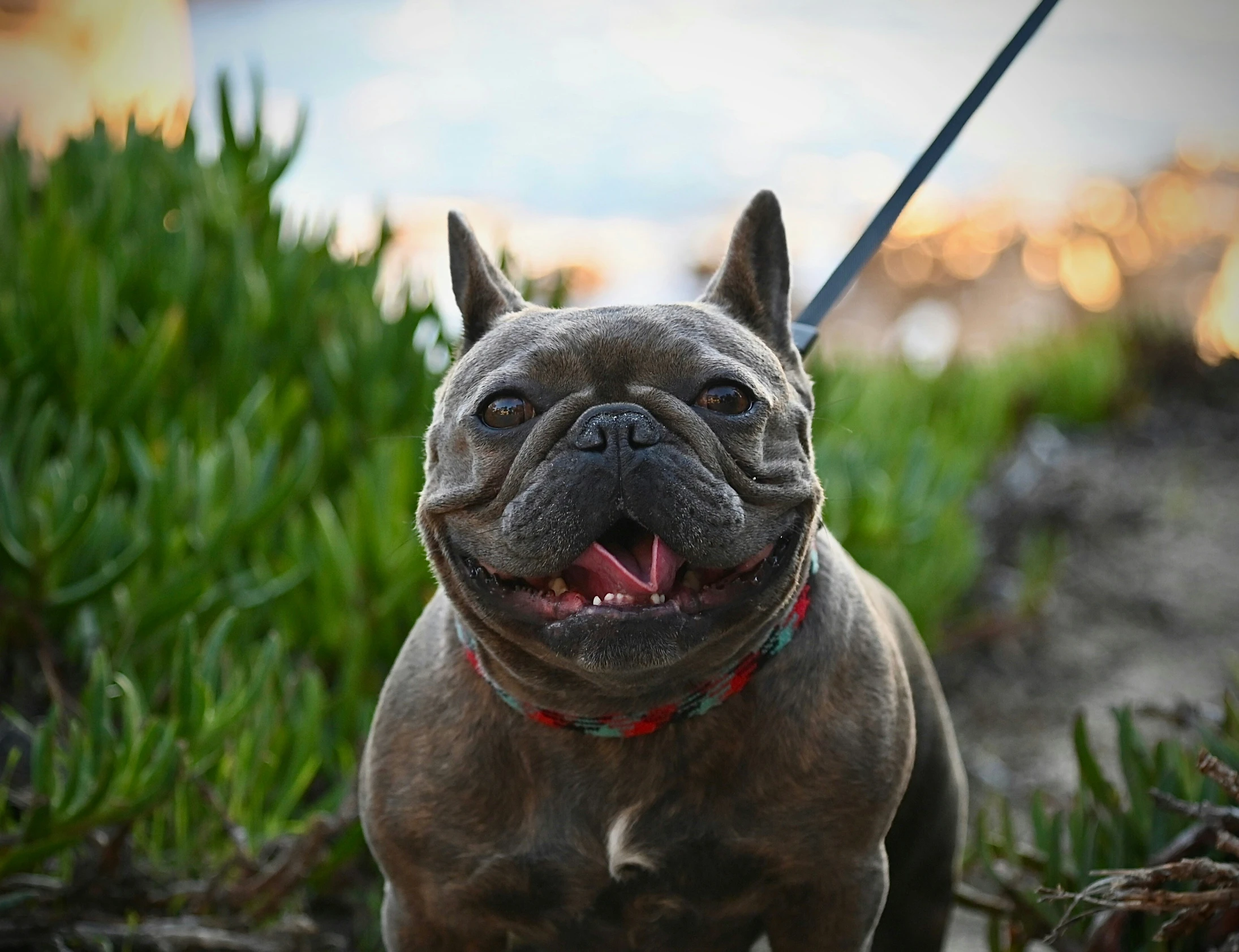 a close up of a dog with a leash on