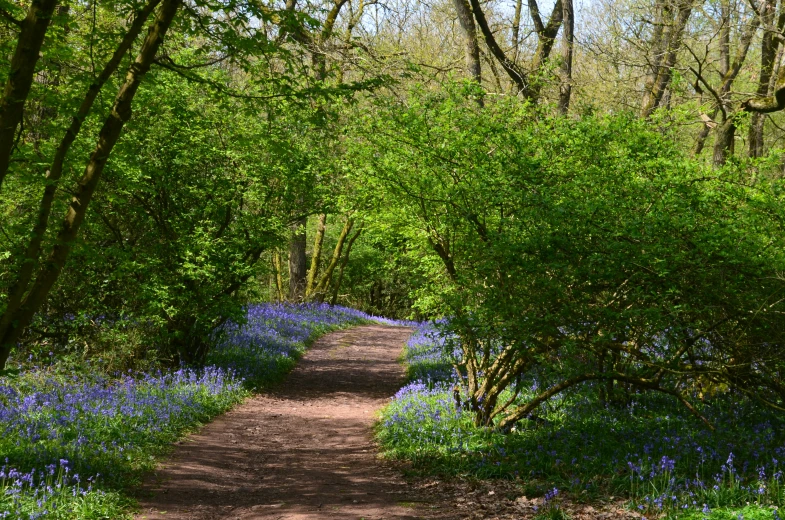 path with trees in blooming bluebell forest