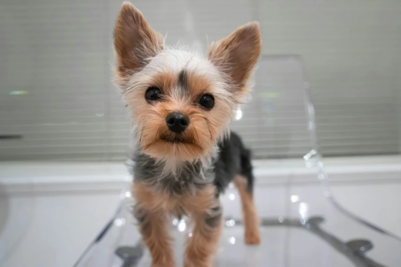 small dog standing in front of a mirror on top of a sink