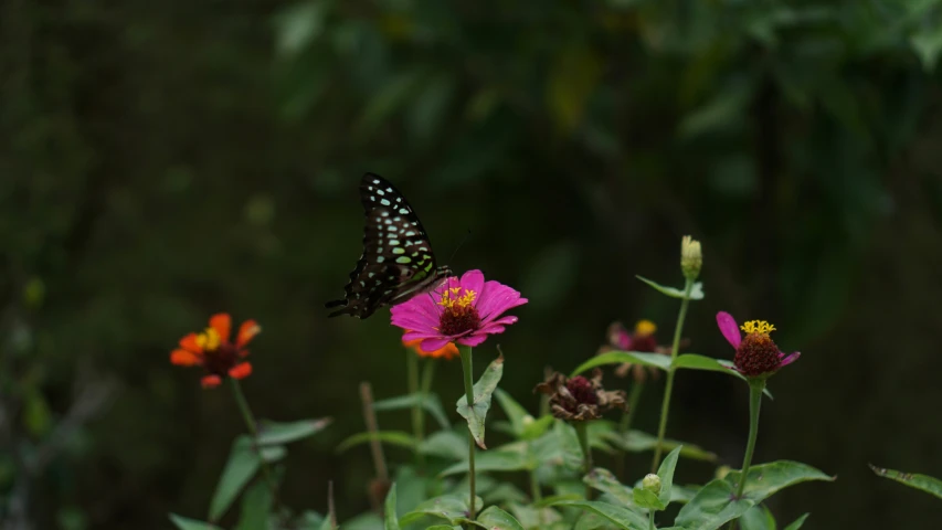 erfly flying over flowers in a garden