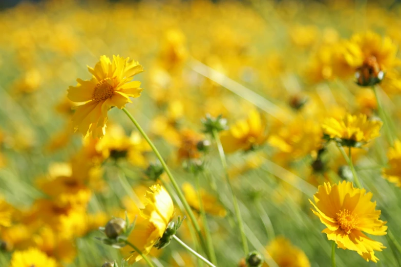 many yellow flowers are growing in the field