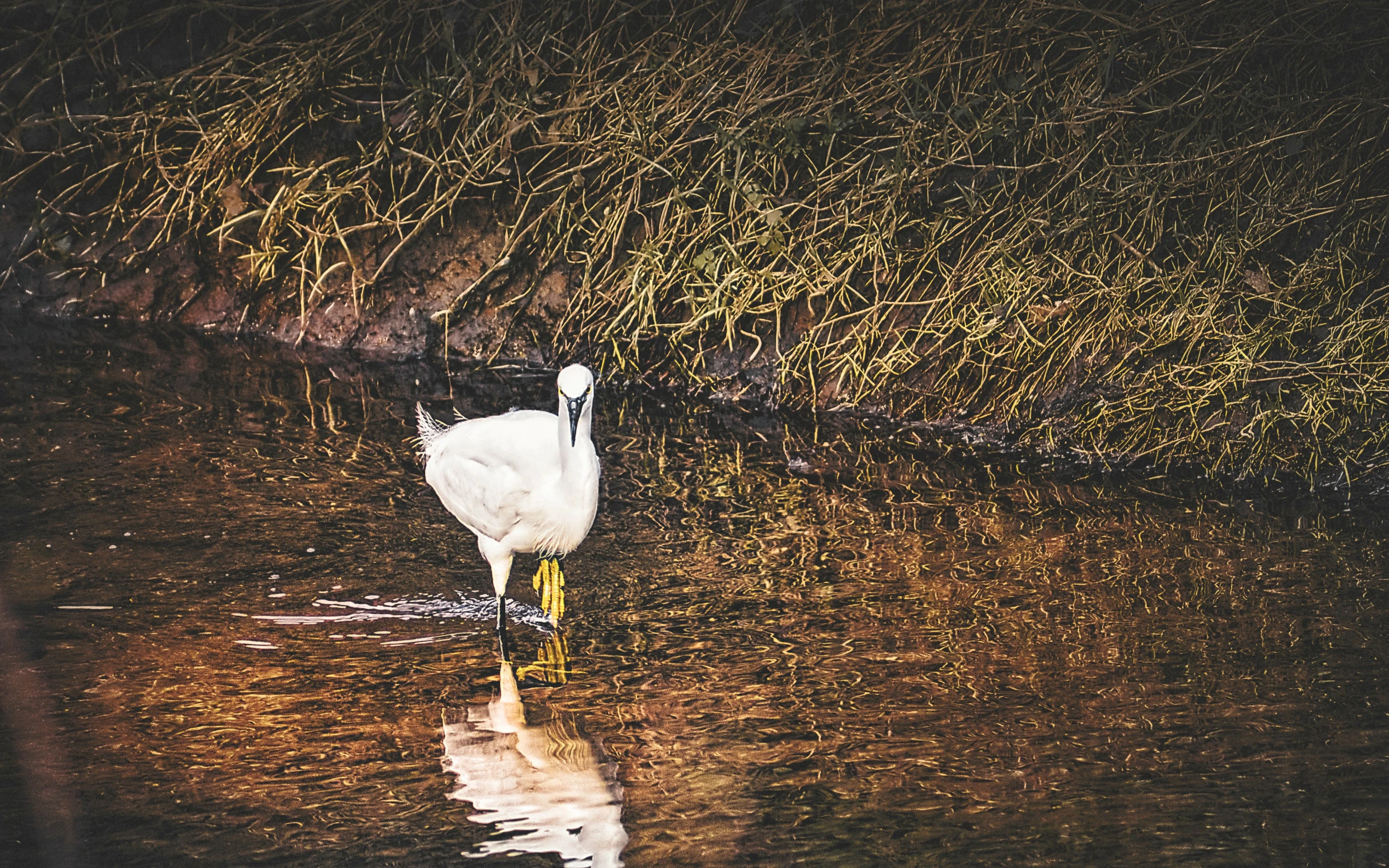 a goose is wading in the water