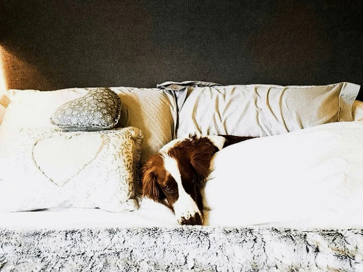 a dog lays on a bed with several pillows