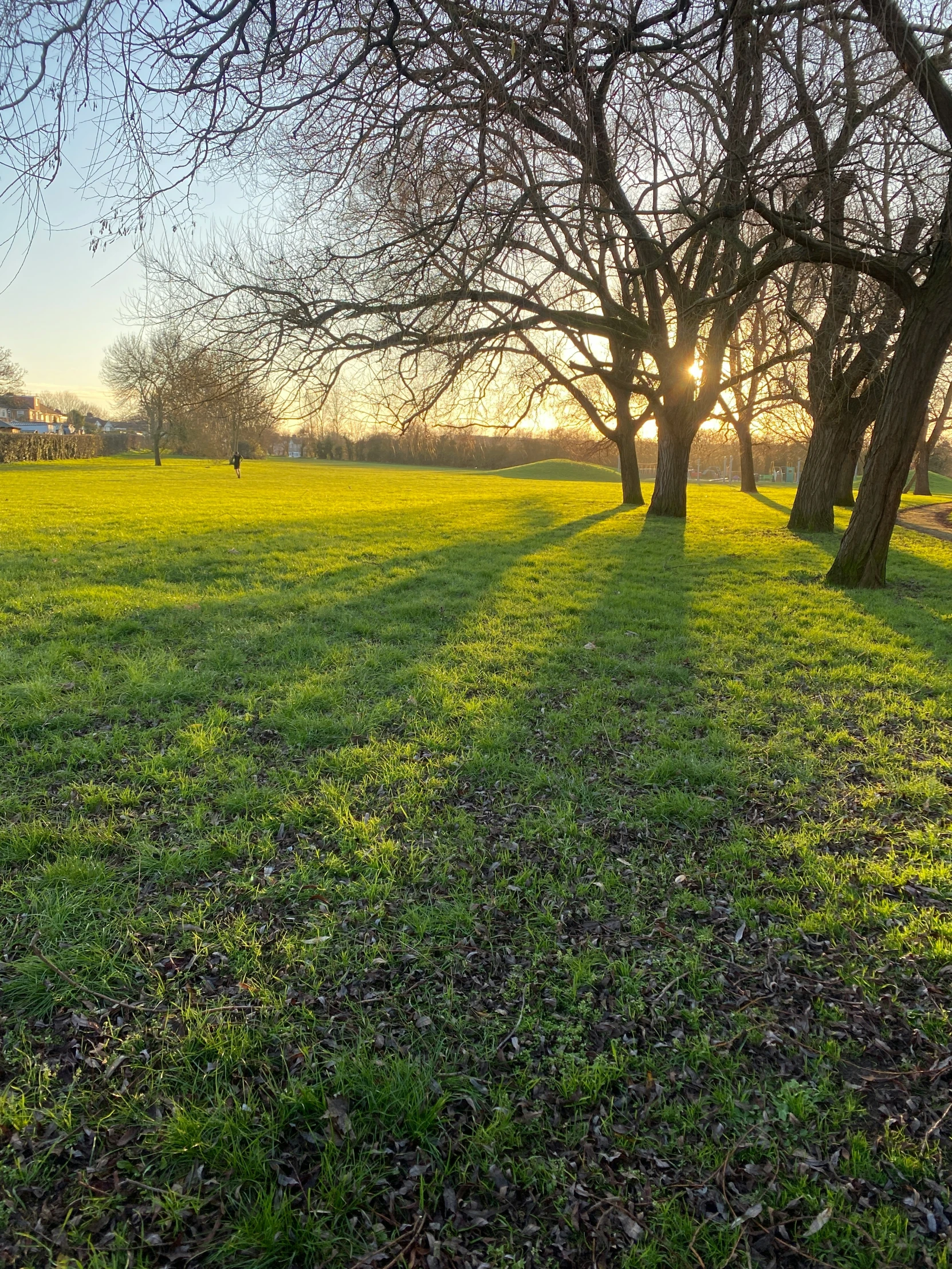 there is a grassy field next to many trees