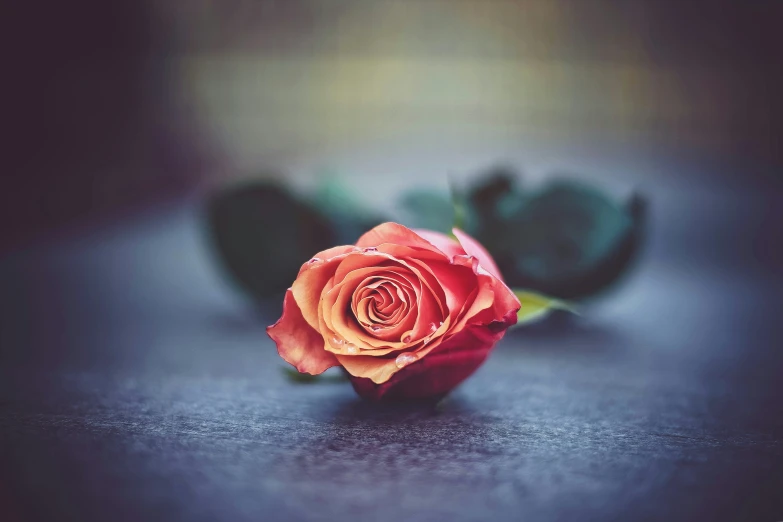 a single red rose sitting on a black surface