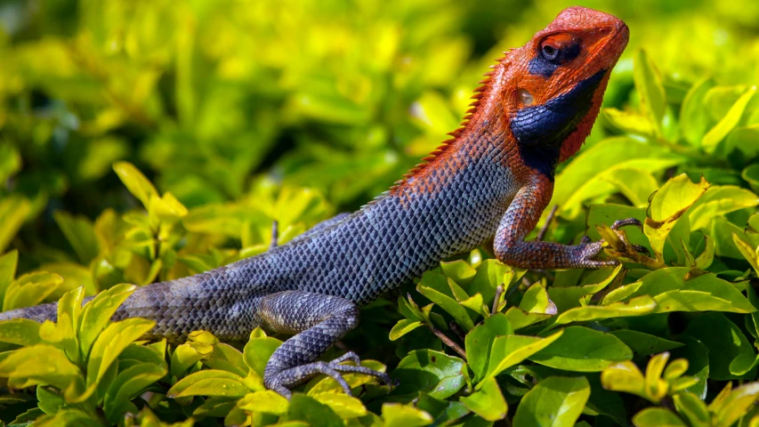 a lizard in bushes is very colorful