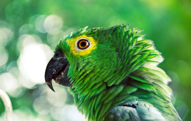 a green parrot with yellow eyes and a green background