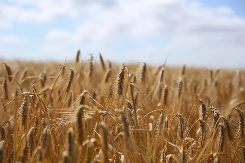 an empty yellow field filled with wheat on a clear day