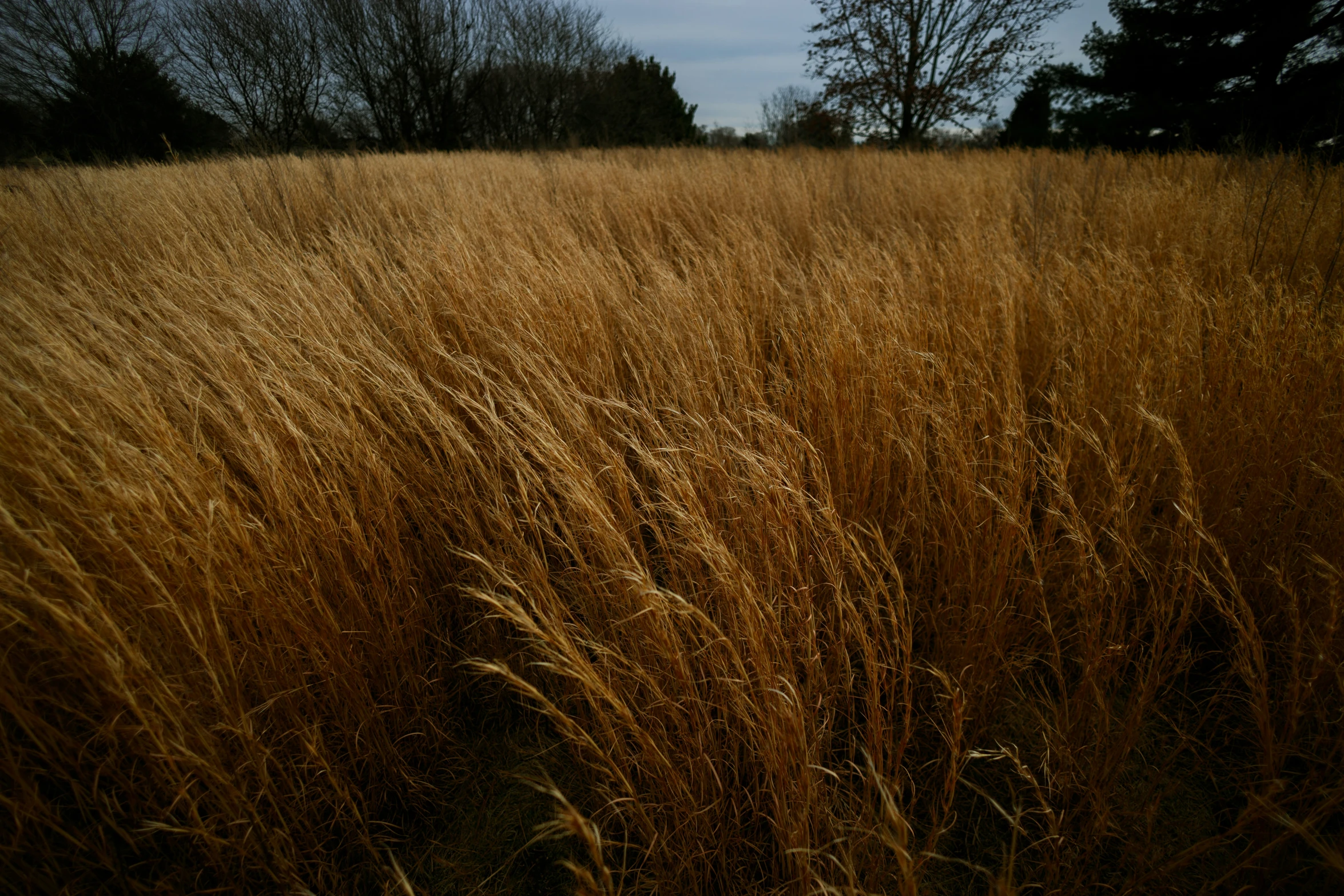 a large field filled with lots of tall grass