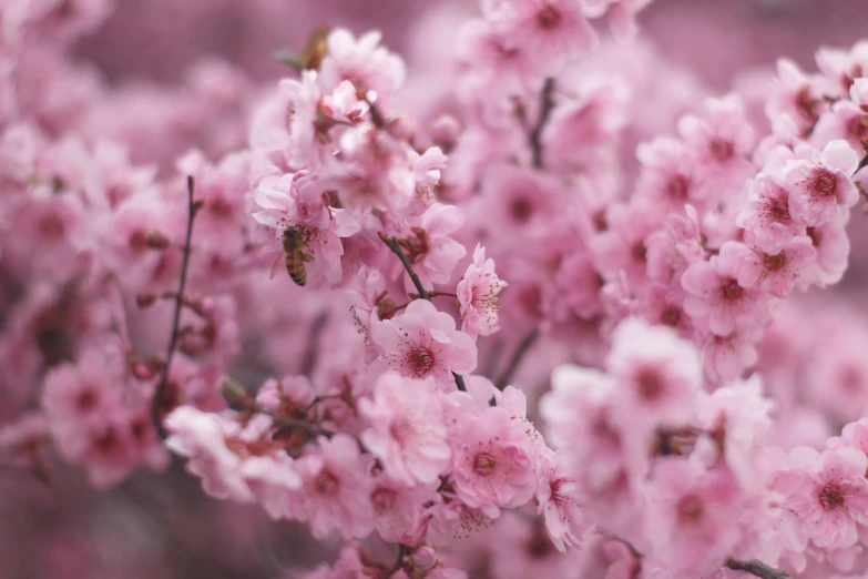 a bunch of pink flowers with little buds