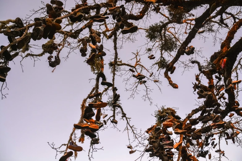 a bunch of hanging bats and plants with sky in background