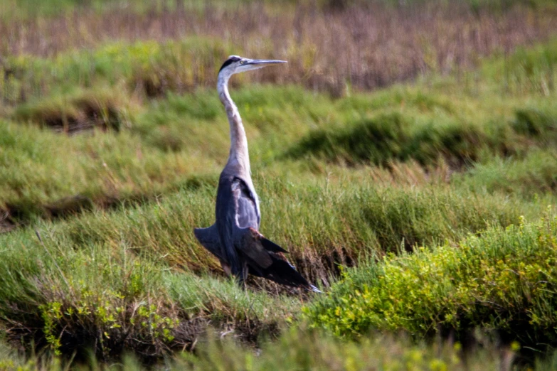 a blue heron standing on top of tall grass