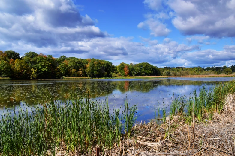 the river and grassy area near some water