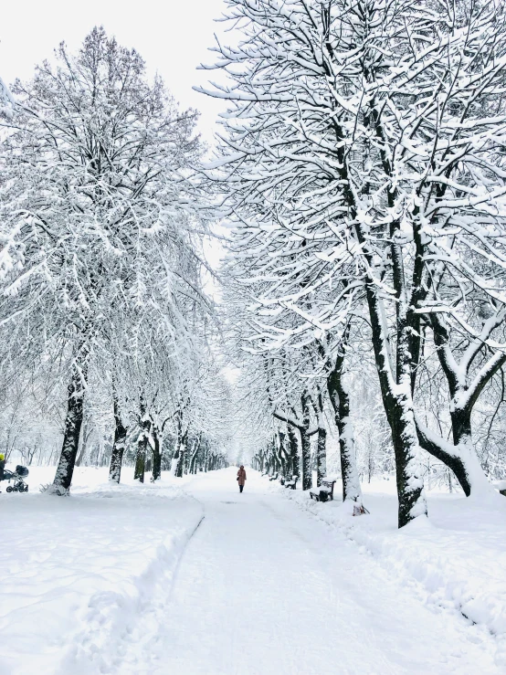 a park has snow on the ground and trees