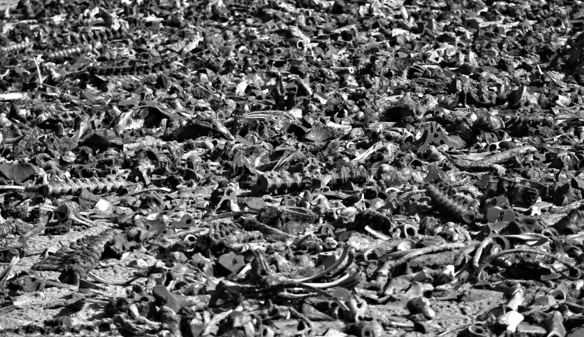 black and white pograph of many small plants