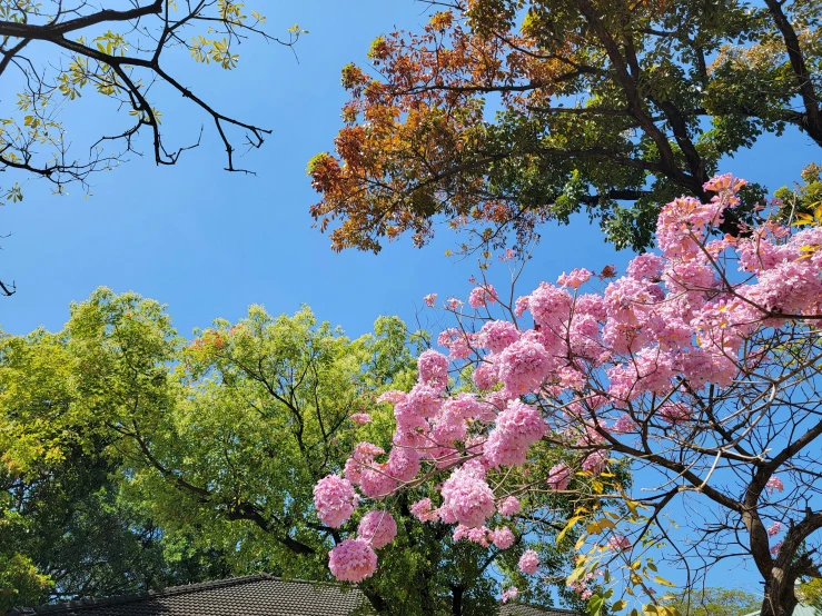 the bright pink flowers stand on the tree tops
