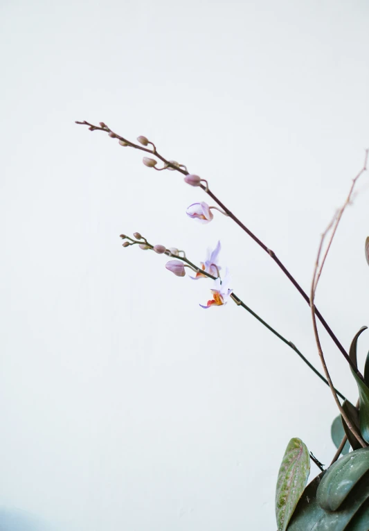 a vase filled with water and flowers in front of a white wall