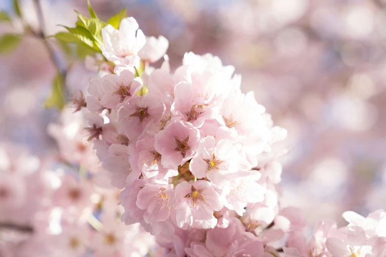 the blossom on a cherry tree is pink