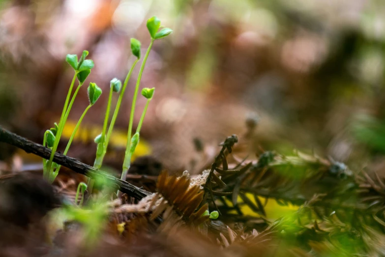 two green flowers in the woods surrounded by grass