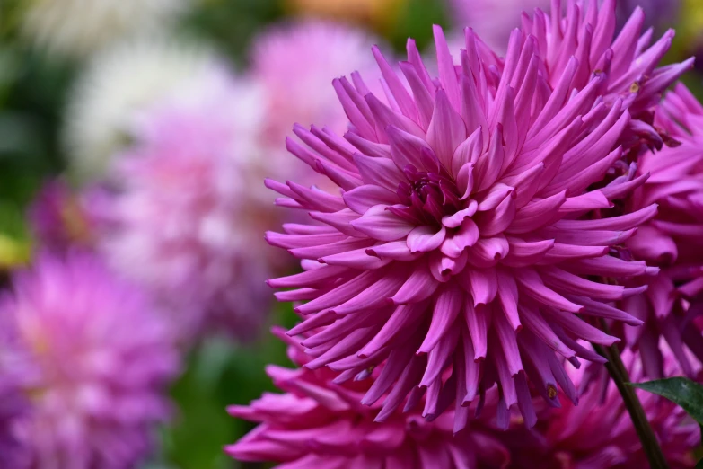 close up image of purple and yellow flowers