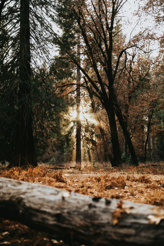 sunlight shining through trees and leaves in a forest