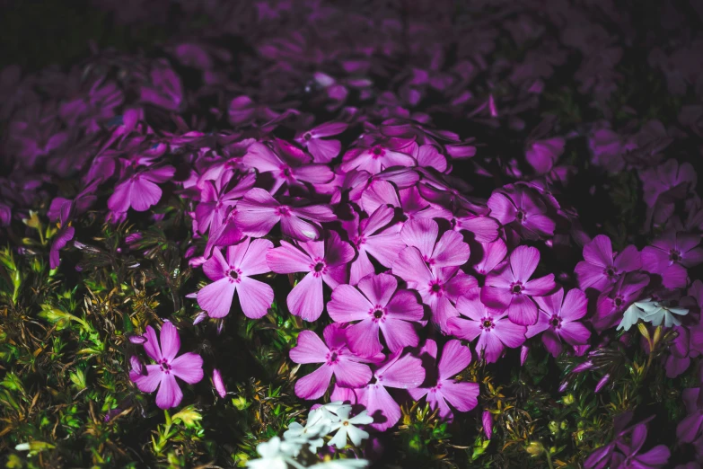 purple flowers in a field at night time