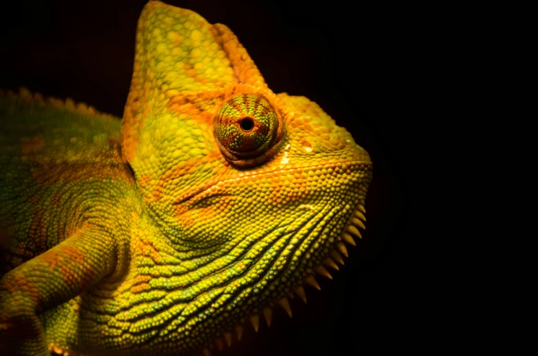 a large, yellow lizard looks up into the sky