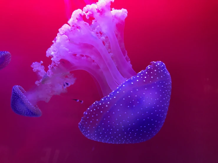 a group of jellyfish swimming underwater in a colorful ocean