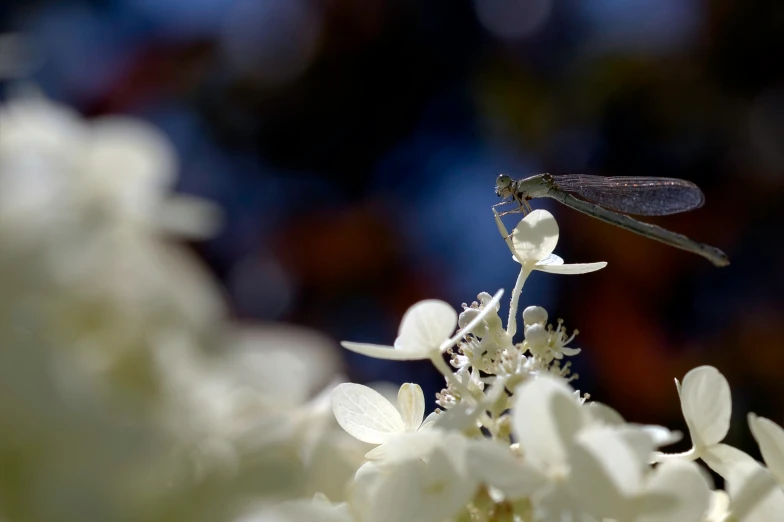 a green dragon flys by a flower