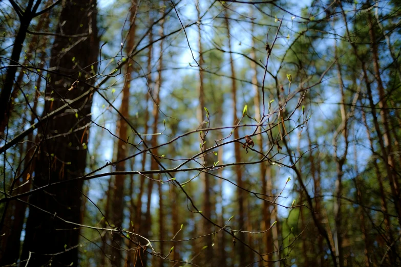 a forest with thin thin limbs and small leaves