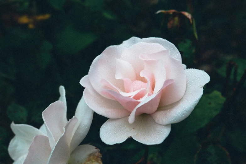 two white and pink flowers are together outside