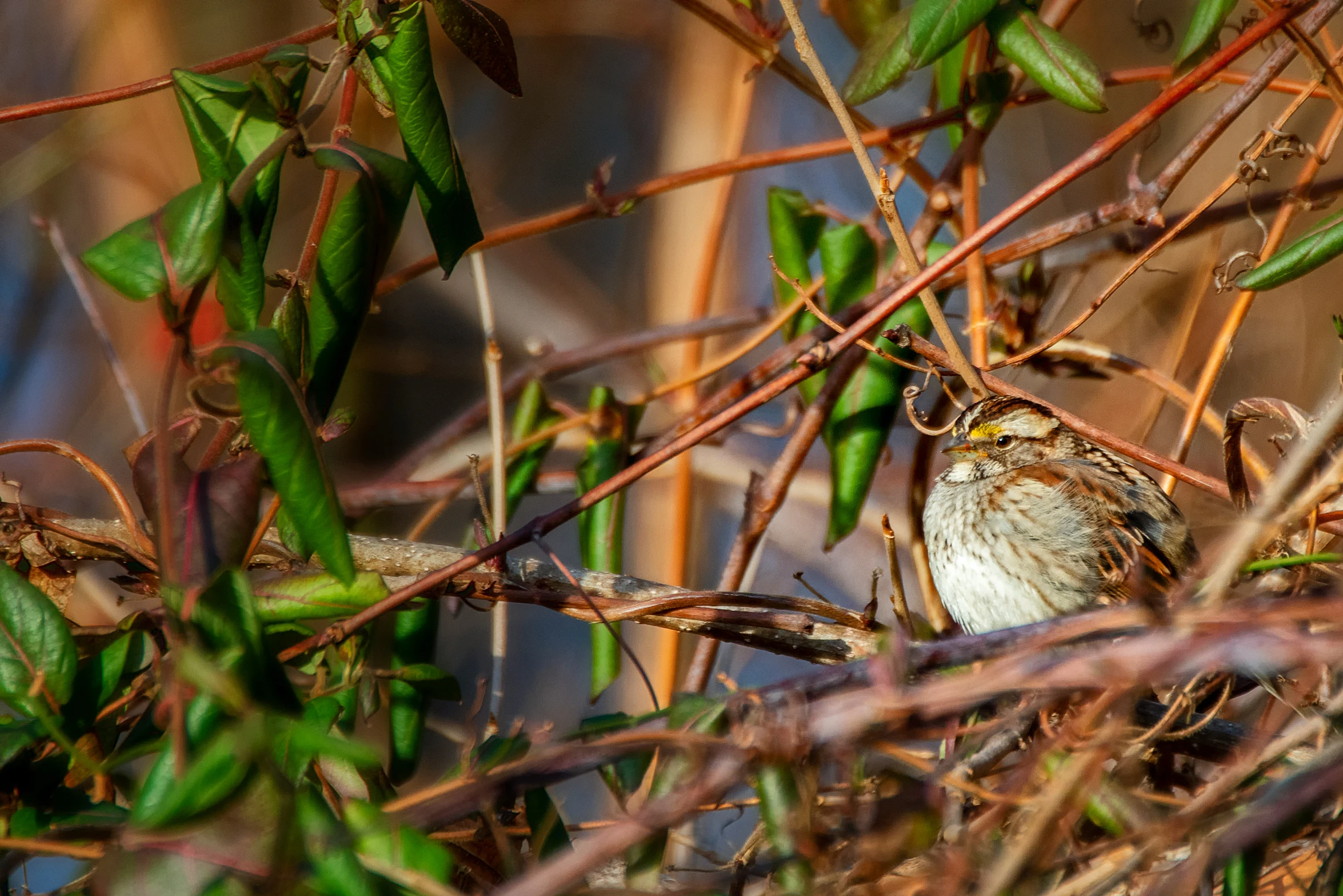 a small bird is sitting in a thicket