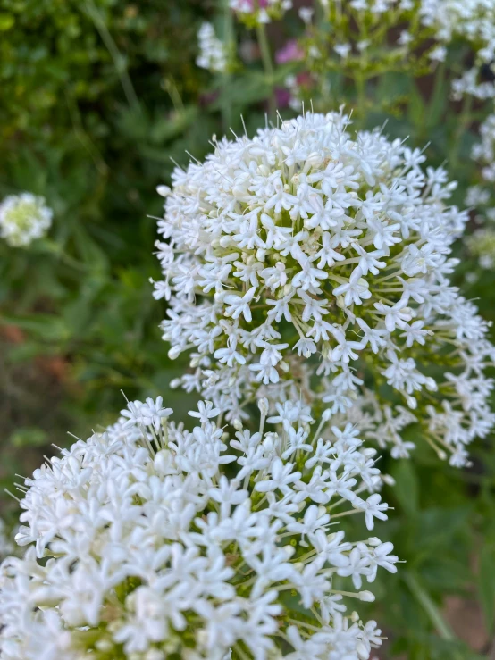 several white flowered plants with lots of leaves