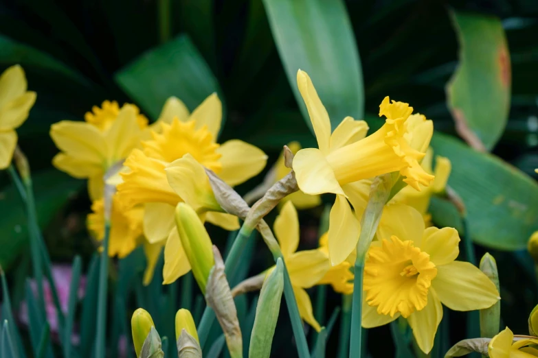 the flowers are growing out of a group