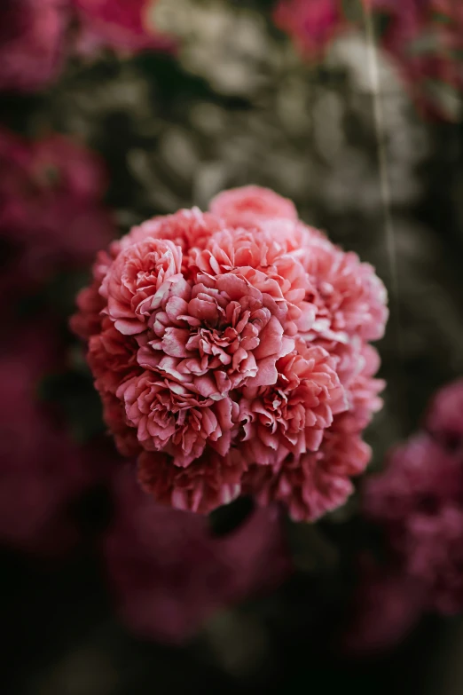 pink carnation flower in bloom on a dark background